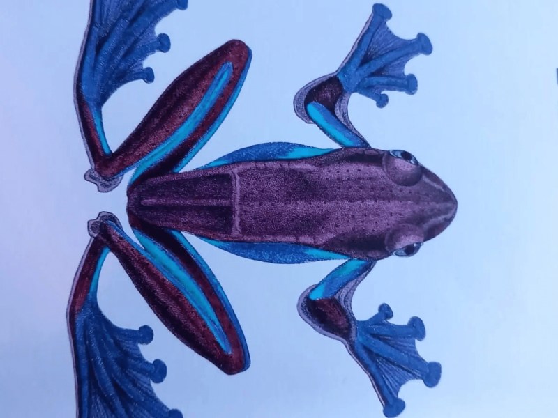 “Vita degli anfibi” di Piero&nbsp;Balzoni