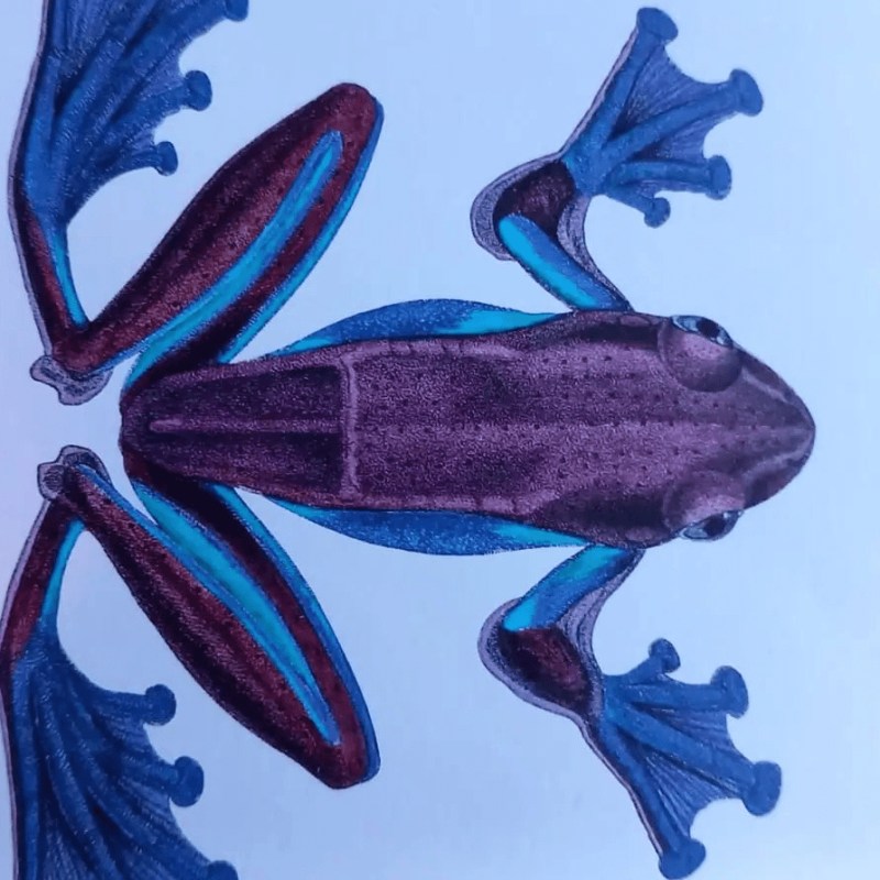 “Vita degli anfibi” di Piero&nbsp;Balzoni